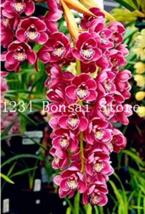 100 Seeds Cymbidium Orchid Plant African Cymbidiums Flores Phalaenopsis Bonsai F - $10.90