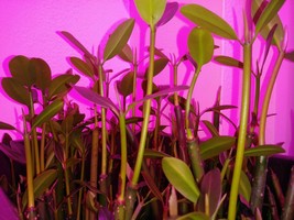  12 RED MANGROVE PLANTS SUPER HEALTHY fresh / saltwater aquarium  - $44.25 CAD