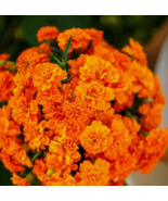 LD 100 Seeds French Marigold Tangerine Double Dwarf Fast Shipping - $12.99 CAD