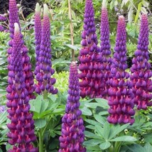 25 Masterpiece Lupine Seeds Flower Perennial Hardy Flowers Seed Beautiful Garden - $11.28