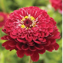 New Fresh 40 Zinnia Deep Red Giant Dahlia Flowered seeds - $8.90