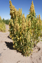 25 pcs yellow cochabamba quinoa seeds  mnsb2 thumb200