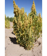 25 Pcs Yellow Cochabamba Quinoa Seeds #MNSB - £11.06 GBP