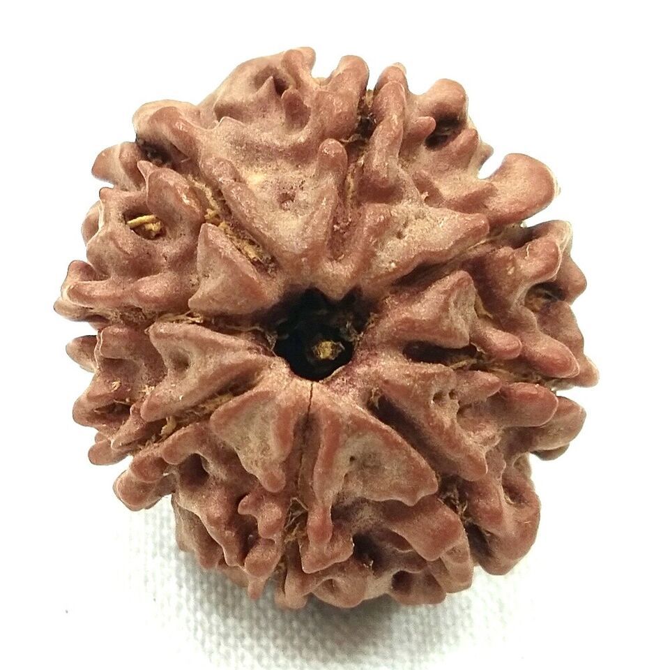 8 Mukhi Rudraksha / Eight Face Rudraksh - Nepal - Lab Certified - $84.15