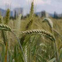 Premium Chinese Barley - High-Fiber 10 Pcs - Whole Grain, Nutritious Staple for  - £3.90 GBP