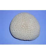Brain Coral Snowflake Star Pattern 5 Inch X 4.25 Inch 1 Pound - $204.25 CAD