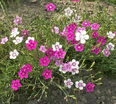 1000 MAIDEN PINKS Flower Seeds Dianthus Mixed Colors Fragrant Seed - $16.95