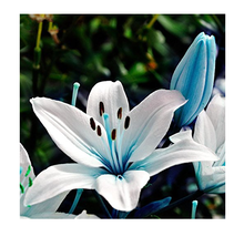 New Fresh 50Pcs Blue Heart Lily Seeds Potted Plant Bonsai Lily Flower Seeds - £4.71 GBP