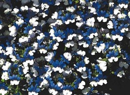 TH 40 Seeds Nemesia Klm Bi-Color Blue And White  Flower Seeds / Annual - £11.80 GBP