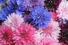 50 pcs Cool Beans Bachelor&#39;s Button Seed Annual Seed Flower Flowers - £9.02 GBP