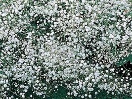 Baby&#39;s Breath 100+ Seeds Organic Newly Harvested, Beautiful Snow Like Blooms - £2.60 GBP