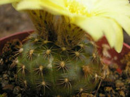 Frailea pygmaea, exotic cacti rare cactus seed 15 SEEDS - £7.10 GBP
