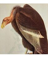 California Condor Bird 1946 Color Plate Print John James Audubon Nature ... - $737.87 MXN