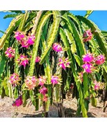 BRN 250 Dragon Seeds Mix Pitahaya Varieties Pitaya Easily Grow Exclusive... - €11,82 EUR
