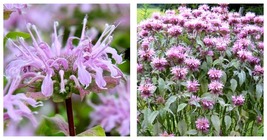 200 Seeds Bee Balm Wild Bergamot Perennial Beneficial Bees Hummingbirds Garden - £12.78 GBP