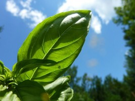 US Seller 200 Italian Large Leaf Basil Seeds Heirloom Free Shipping  - £6.48 GBP