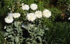 Peony Poppypapaver Paeoniflorumwhite100 Seeds From US  - $8.35