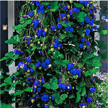 500Pcs Blue Strawberry Seeds - $5.67