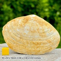 Rare Mya arenaria Bivalve Fossil from the Pliocene Epoch - £24.03 GBP