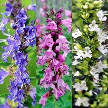 OKB 100 Hyssop ‘Nectar Mix’ Seeds - Tricolor Pollinator Mix - Hyssopus O... - £10.12 GBP