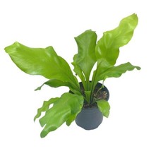 Bird Nest Fern, Nidus, 4 inch Asplenium Nidus, Bird&#39;s Nest - £11.18 GBP