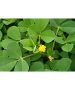 Black Medic Bright Yellow Flowers Cluster and As Each Flower, 100 SEEDS D - $14.35