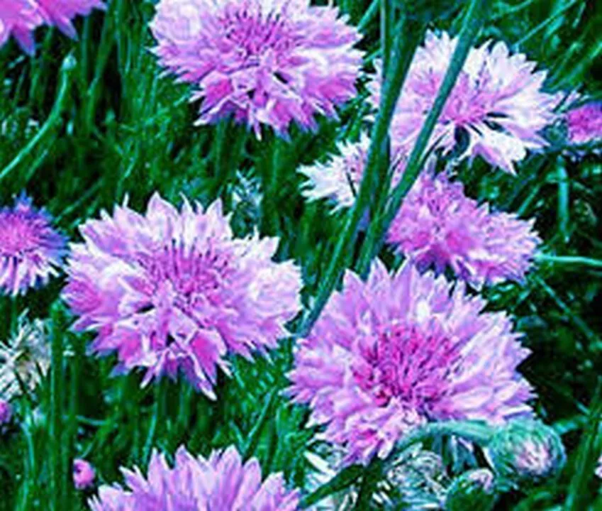 USA Seller 100 Seeds Cornflower Mauve - £7.26 GBP