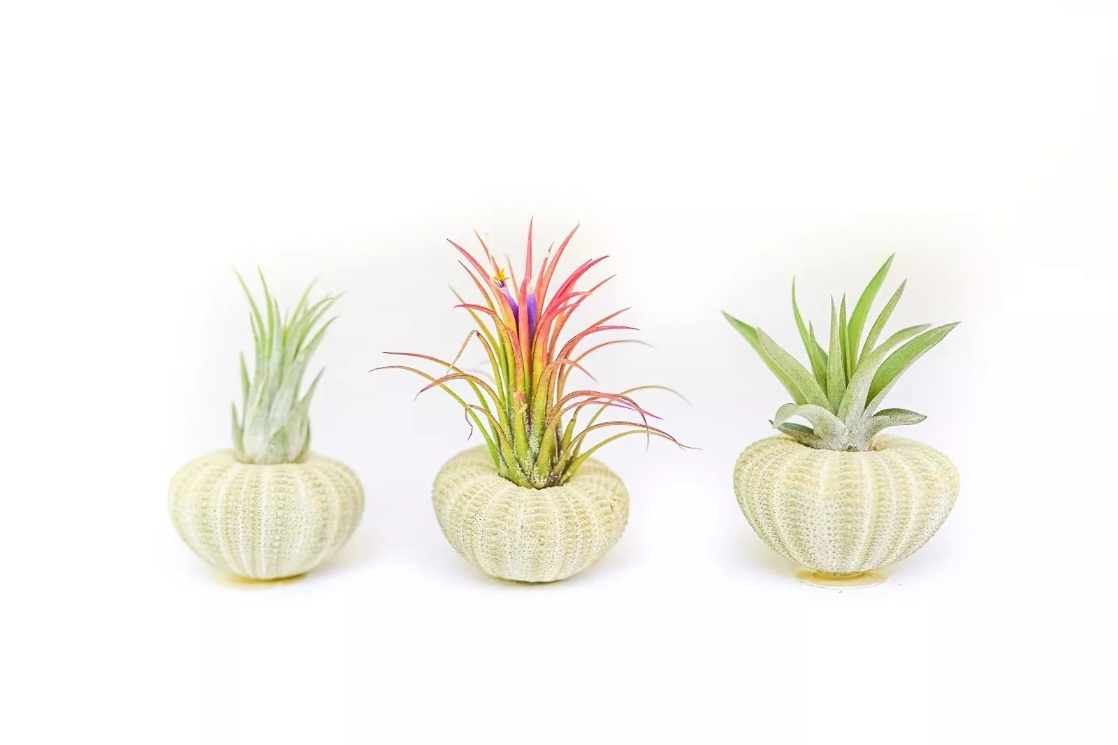 3 Pack Green Sea Urchins with Assorted Air Plants - Easy Care Tillandsia - $32.14
