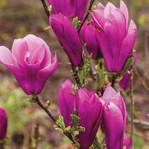 2 Jane Magnolia Trees Live Plants 6-12 Inch Tall 2.5 Inch Pots Ships Pot... - £75.88 GBP