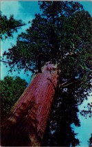 Worm&#39;s Eye View of General Sherman Tree Sequoia National Park CA Postcard PC400 - £3.90 GBP