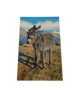 Postcard Rags Baby Burro I Want My Mama Chrome Unposted - £4.68 GBP