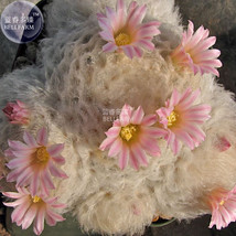 10 Seeds Mammillaria Plumosa Feather Cactus Bonsai Succulent Garden - $15.22