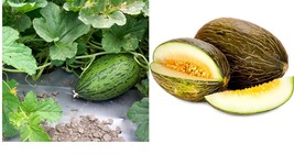 Piel de Sapo Melon Seeds Fresh Garden Seeds Garden  Free Shipping - £15.62 GBP+