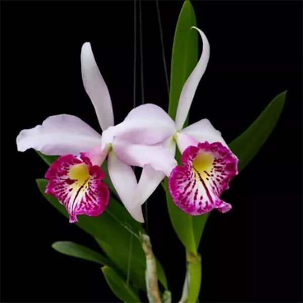 Orchid Taiwan Big Lip house plant garden flowers 15+ Seeds - £6.55 GBP