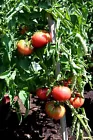 Miracle of Siberian Land TOMATO Seeds 30 Seeds - £7.12 GBP