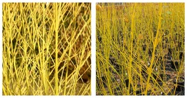 USA Seller - Buds Yellow Twig Dogwood 1 Starter Plant - £31.43 GBP