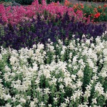 Grow In US 100 Seeds Salvia White Swan  100 Seeds - £6.80 GBP