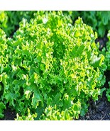 Green Ice Leaf Lettuce Seeds Gourmet Fast Growing Heat Tolerant Open Pol... - $237.97 MXN