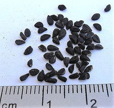 150 Nigella Sativa Black Cumin Spice Black Caraway Fennel Flower Herb Seeds - £13.39 GBP