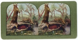c1900&#39;s Colorized Stereoview &quot;Camp Fire Dreams&quot; Hunter Sleeping in Log with Pipe - £7.46 GBP