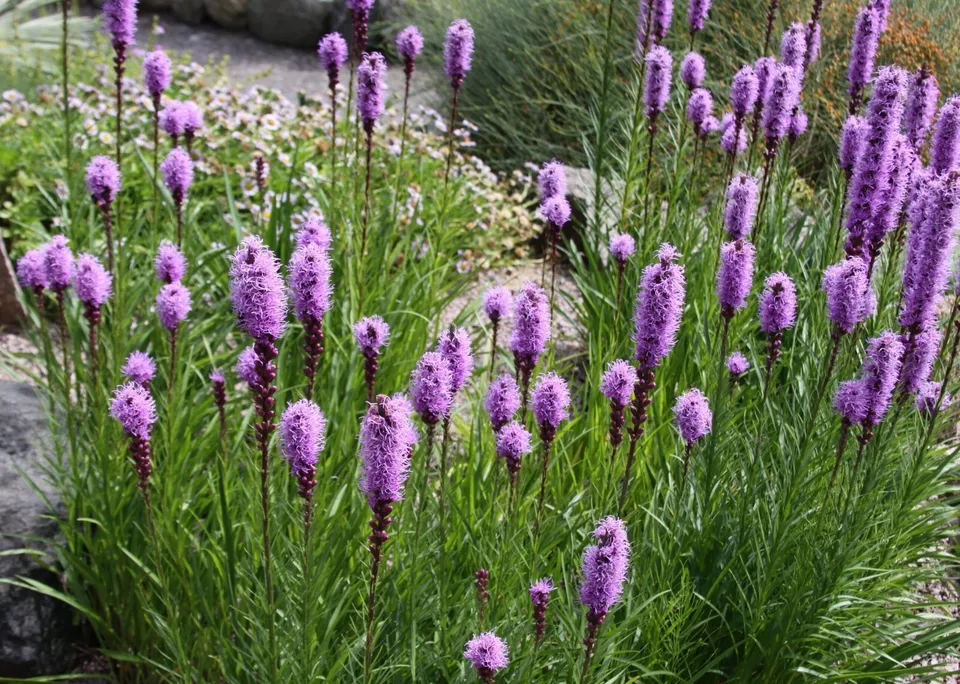 1 Live Plant Blazing Star - £34.55 GBP