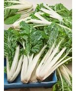 Organic Heirloom Large Ribbed Dark Green Swiss Chard Seeds - $4.95