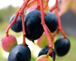 Nannyberry Tree Shrub Viburnum Lentago Edible Medicinal 20 Seeds - £7.20 GBP