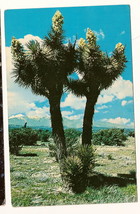 Joshua Tree Forest California Postcard Unused - £4.57 GBP
