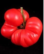 HeirloomSupplySuccess 10 Red Heirloom Calabash Tomato Seeds  - £5.50 GBP