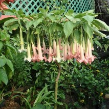 Brugmansia Ecuador Pink 10 Seeds Popular Hybrid Angel Trumpet Tree Small Shrub - £7.66 GBP