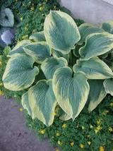 1.hosta ROBERT FROST  2.5&quot; pot  Live Potted Plant For home garden  - $26.00