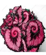 New 50 seed Coleus Potted Flower Seeds Decoration - $10.90