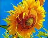 50 Seeds Mammoth Grey Stripe Sunflower Seeds Organic Giant Native Wildfl... - £7.22 GBP