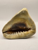 Conch Sheashell-6.5&quot; Length and 6&quot; Height - $486.59 MXN
